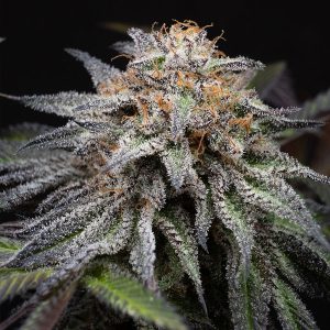 semilla feminizada Alien Cookies Fast Version de Positronics Seeds