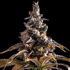 Semillas feminizadas Alien Technology x DoSiDos Empire Seeds para cultivo de cannabis
