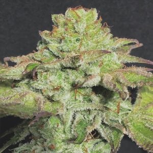 Semillas feminizadas Alien Wedding Cookies de Mamiko Seeds para cultivo