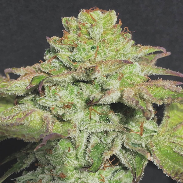 Semillas feminizadas Alien Wedding Cookies de Mamiko Seeds para cultivo