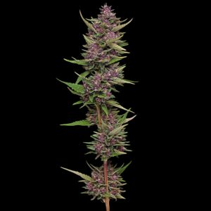 semillas feminizadas All Gas OG para cultivo