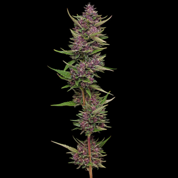 semillas feminizadas All Gas OG para cultivo