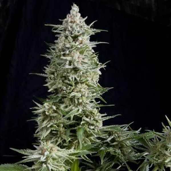Amnesia Gold 7 u. Reg. Pyramid Seeds