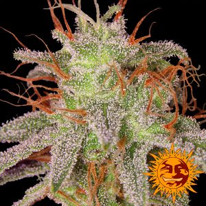 Semillas feminizadas Amnesia Lemon de Barney's Farm