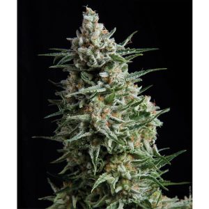 Anesthesia 1 u. blister x 12 u. fem. Pyramid Seeds