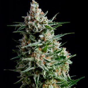 Anesthesia Pyramid Seeds