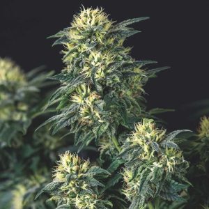 Semillas feminizadas Anesthesia x Runtz de Pyramid Seeds para cultivo
