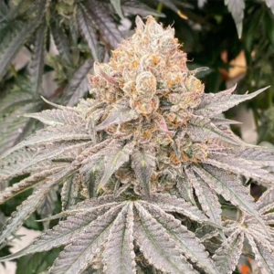 semillas feminizadas Apple B de Karma Genetics