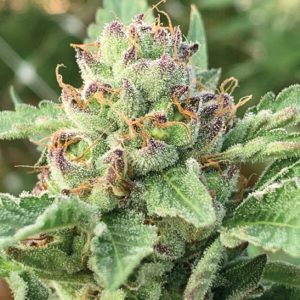 semillas feminizadas Apple Blossom de Humboldt Seeds Company para cultivo de cannabis