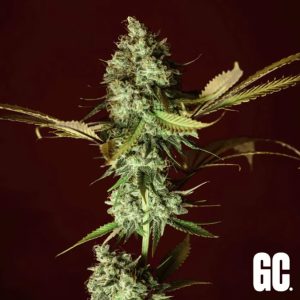 Semillas feminizadas Apple Cru de Grand Cru Genetics para cultivo