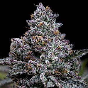 Semillas feminizadas Apple Fritter de Barney's Farm para cultivo
