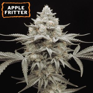 Apple Fritter fem. 15 u. Seedstockers