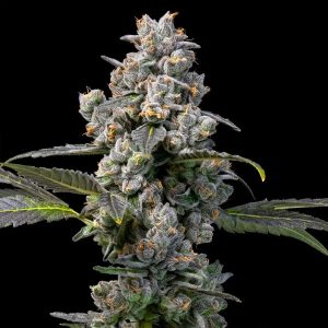 Apples & Bananas x Berniehana Butter 6 u. fem Cookies Seed Bank