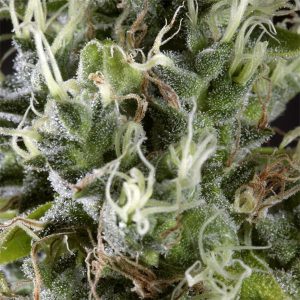 semillas feminizadas Arjan Haze #3 de Green House para cultivo