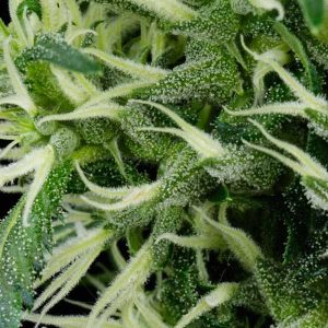 Arjan Ultra Haze #2 (Mango Haze) Green House