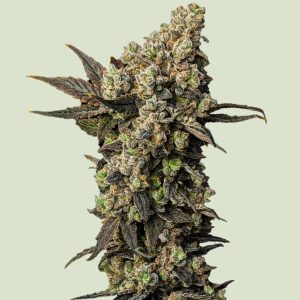 Astro Lemonade F1 Royal Queen