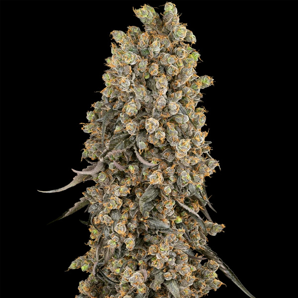Atomic Blue Dream Sensi Seeds