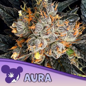 semillas feminizadas Aura Anesia de Anesia Seeds