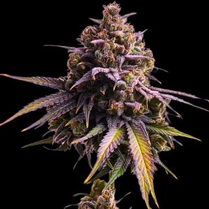 semillas feminizadas Auro RS11 Empire Seeds para cultivo