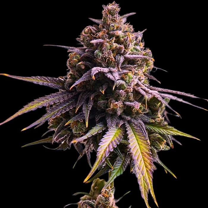semillas feminizadas Auro RS11 Empire Seeds para cultivo