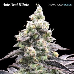 semilla feminizada Auto Acai Mintz de Advanced Seeds para cultivo