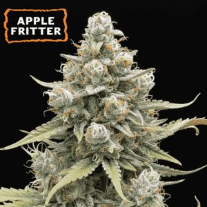 semillas feminizadas Auto Apple Fritter de Seedstockers para cultivo
