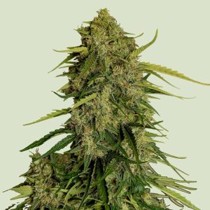 Atlas CBD F1 Royal Queen