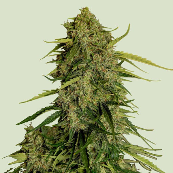 Atlas CBD F1 Royal Queen