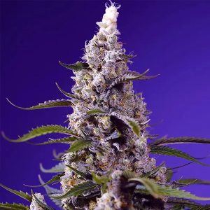 Auto Banana Cream Cake XL 5+2 u. fem. Sweet Seeds