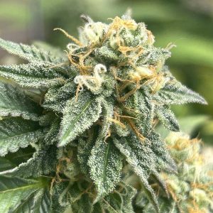 Banana Dessert R-Kiem Seeds