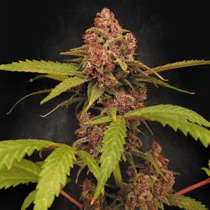 Banana Purple Paradise Seeds