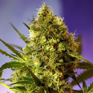 semillas feminizadas Big Devil XL de Sweet Seeds para cultivo profesional