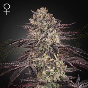 Biscotti Green House