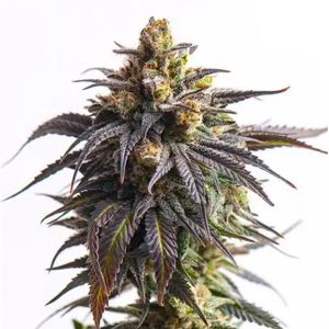 Auto Biscotti 3+1 u. fem. Vision Seeds