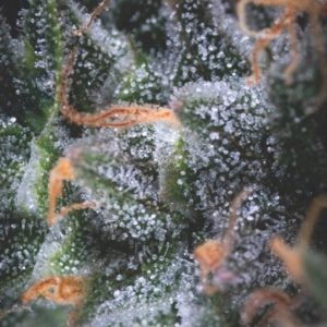 semillas feminizadas Black Cherry Punch de Pyramid Seeds para cultivo