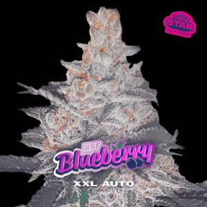 Blueberry XXL BSF Seeds