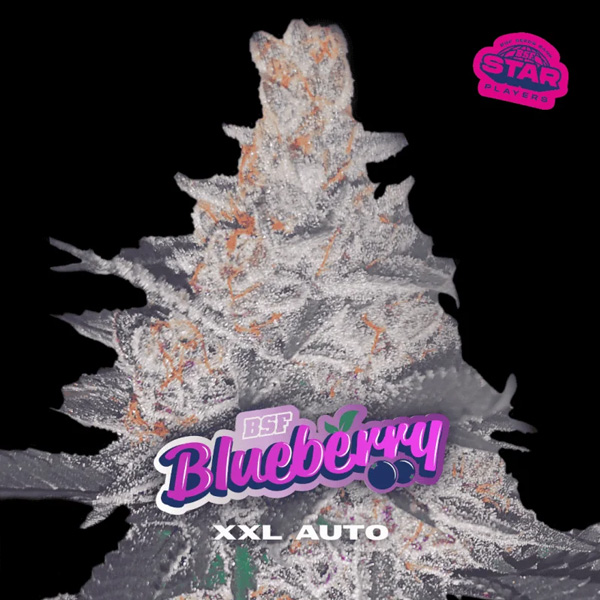 Blueberry XXL BSF Seeds