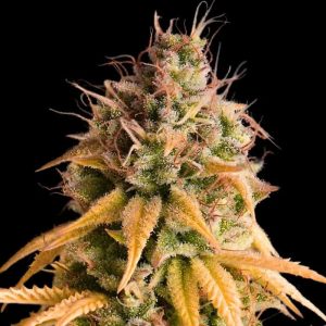 semillas feminizadas Bonkers Empire Seeds para cultivo