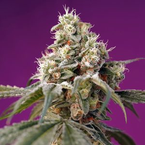 semillas feminizadas Bruce Banner Sweet Seeds para cultivo profesional