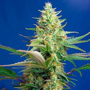 semillas feminizadas Sweet Seeds CBD Sweet Pure para cultivo profesional