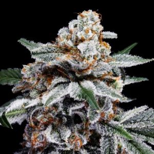 Auto Canelo 3 u. fem. DNA Genetics