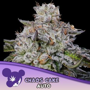 Semillas feminizadas Chaos Cake de Anesia Seeds para cultivo