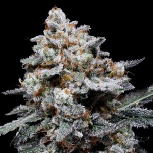 Auto CheMACal Romance 3 u. fem. DNA Genetics