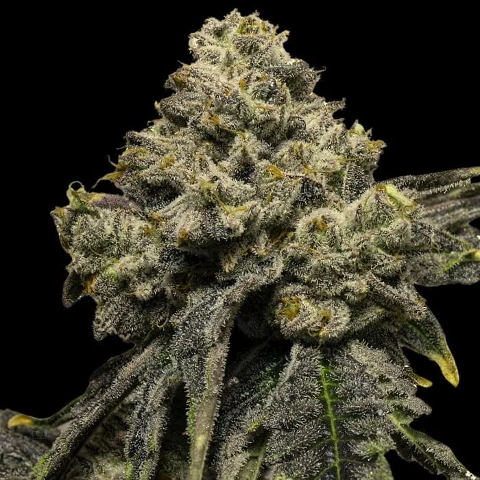 semillas feminizadas Cheddar Plum Empire Seeds para cultivo