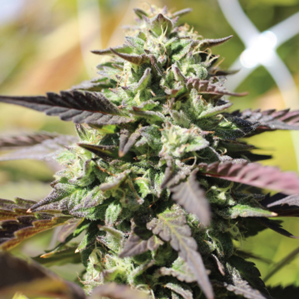 semillas feminizadas Chunkadelic de Humboldt Seeds Company para cultivo