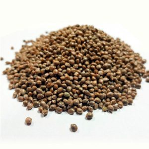 Semillas Auto Cookies en granel para cultivo automático