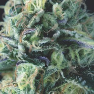 semillas feminizadas Cookies USA de Pyramid Seeds para cultivo