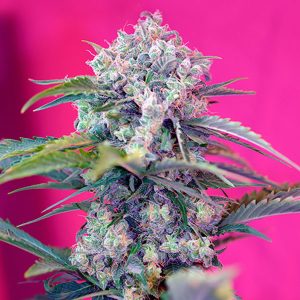 semillas feminizadas Cream Mandarine Sweet Seeds para cultivo profesional