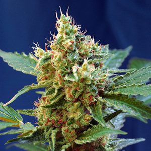 semillas feminizadas Cream Mandarine XL Sweet Seeds para cultivo profesional