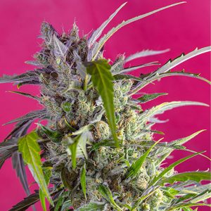 semillas feminizadas Auto Crystal Candy Sweet Seeds para cultivo